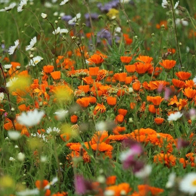 Wildflower Seeds Easy to Plant and Grow Premium Homegrown Seeds Fast Sprouting and High Germination Attracts Pollinators