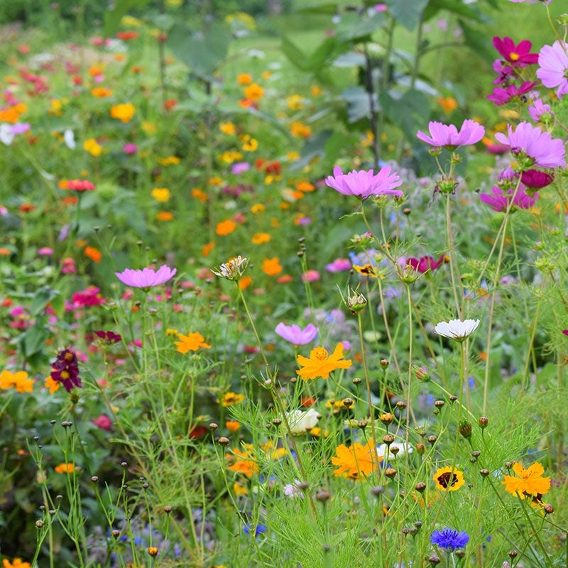 How to Create a Low-Maintenance Wildflower Meadow at Home