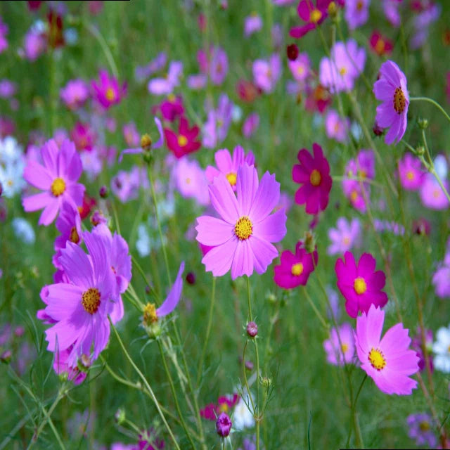 How to Grow a Wildflower Garden: Beginner’s Guide to Stunning Blooms