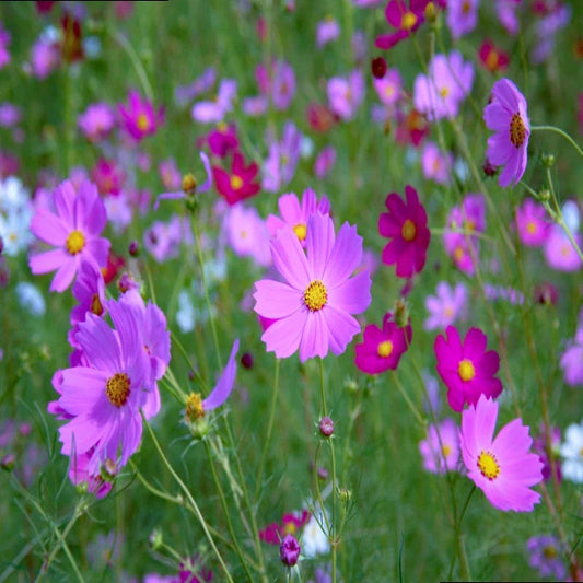 How to Grow a Wildflower Garden: Beginner’s Guide to Stunning Blooms