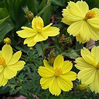 Wildflower Seeds Easy to Plant and Grow Premium Homegrown Seeds Fast Sprouting and High Germination Attracts Pollinators