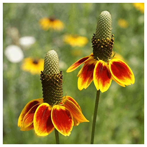 Wildflower Seeds Easy to Plant and Grow Premium Homegrown Seeds Fast Sprouting and High Germination Attracts Pollinators