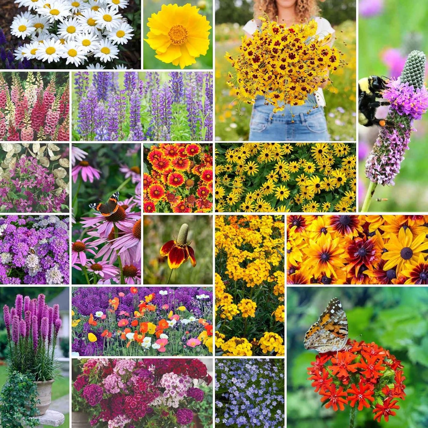 Wildflower Seeds Easy to Plant and Grow Premium Homegrown Seeds Fast Sprouting and High Germination Attracts Pollinators