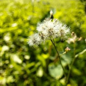 Wildflower Seeds Easy to Plant and Grow Premium Homegrown Seeds Fast Sprouting and High Germination Attracts Pollinators