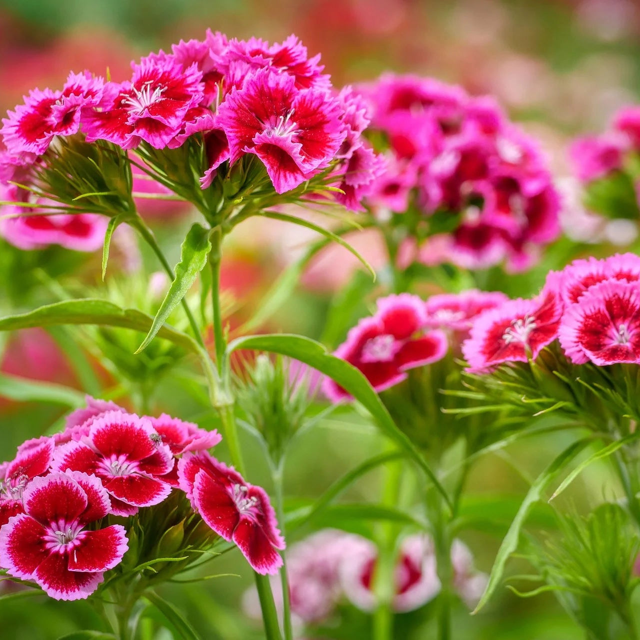 Wildflower Seeds Easy to Plant and Grow Premium Homegrown Seeds Fast Sprouting and High Germination Attracts Pollinators