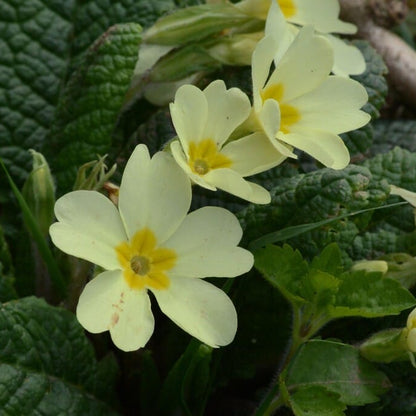 Wildflower Seeds Easy to Plant and Grow Premium Homegrown Seeds Fast Sprouting and High Germination Attracts Pollinators