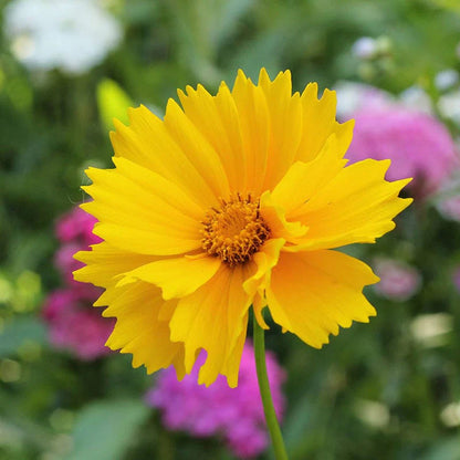 Wildflower Seeds Easy to Plant and Grow Premium Homegrown Seeds Fast Sprouting and High Germination Attracts Pollinators