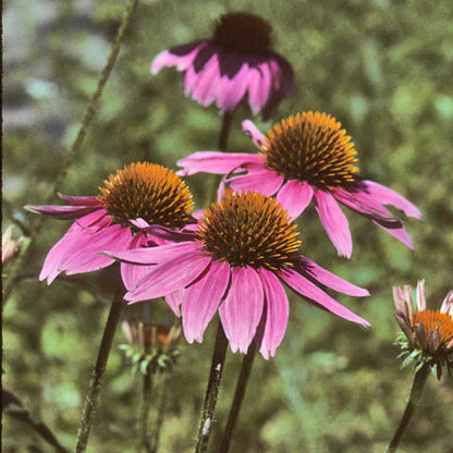 Wildflower Seeds Easy to Plant and Grow Premium Homegrown Seeds Fast Sprouting and High Germination Attracts Pollinators