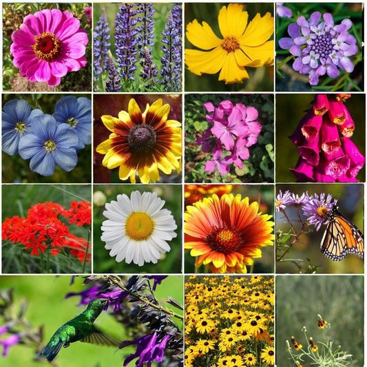 Wildflower Seeds Easy to Plant and Grow Premium Homegrown Seeds Fast Sprouting and High Germination Attracts Pollinators