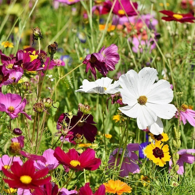 Wildflower Seeds Easy to Plant and Grow Premium Homegrown Seeds Fast Sprouting and High Germination Attracts Pollinators