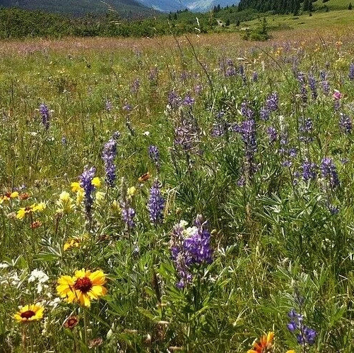 Wildflower Seeds Easy to Plant and Grow Premium Homegrown Seeds Fast Sprouting and High Germination Attracts Pollinators