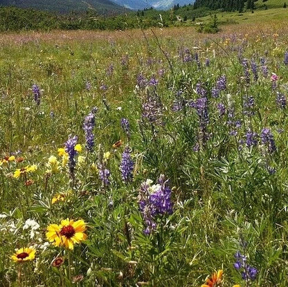 Wildflower Seeds Easy to Plant and Grow Premium Homegrown Seeds Fast Sprouting and High Germination Attracts Pollinators