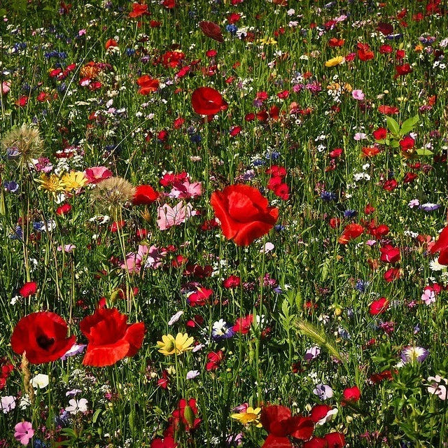 Wildflower Seeds Easy to Plant and Grow Premium Homegrown Seeds Fast Sprouting and High Germination Attracts Pollinators