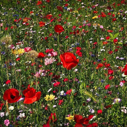 Wildflower Seeds Easy to Plant and Grow Premium Homegrown Seeds Fast Sprouting and High Germination Attracts Pollinators