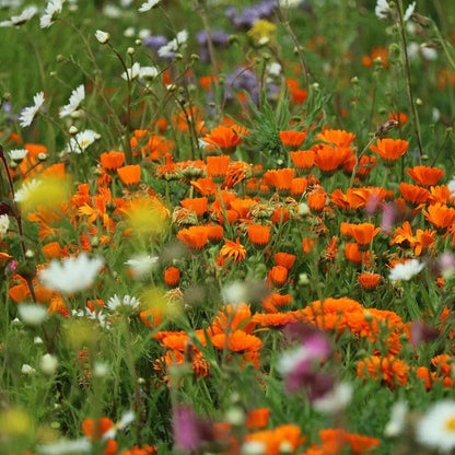 Wildflower Seeds Easy to Plant and Grow Premium Homegrown Seeds Fast Sprouting and High Germination Attracts Pollinators