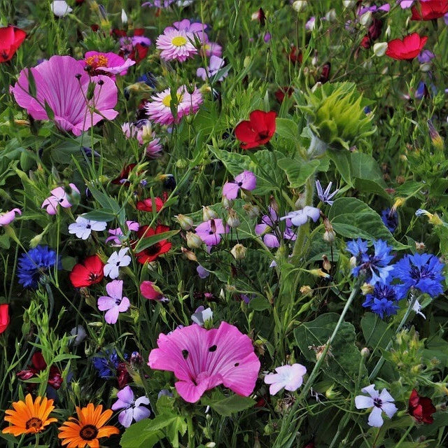 Wildflower Seeds Easy to Plant and Grow Premium Homegrown Seeds Fast Sprouting and High Germination Attracts Pollinators