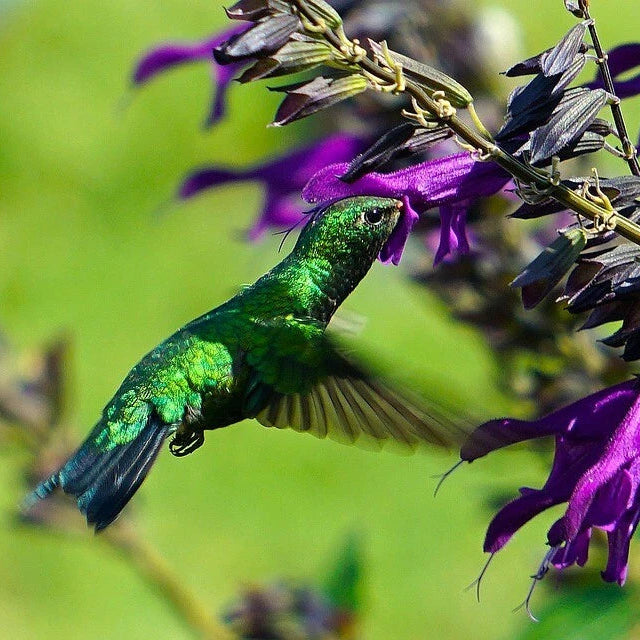 Wildflower Seeds Easy to Plant and Grow Premium Homegrown Seeds Fast Sprouting and High Germination Attracts Pollinators